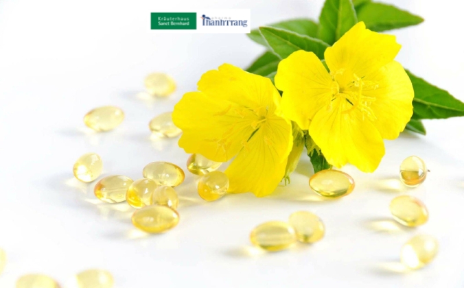 Tinh dầu hoa anh thảo có tác dụng gì? Lời giải đáp từ chuyên gia